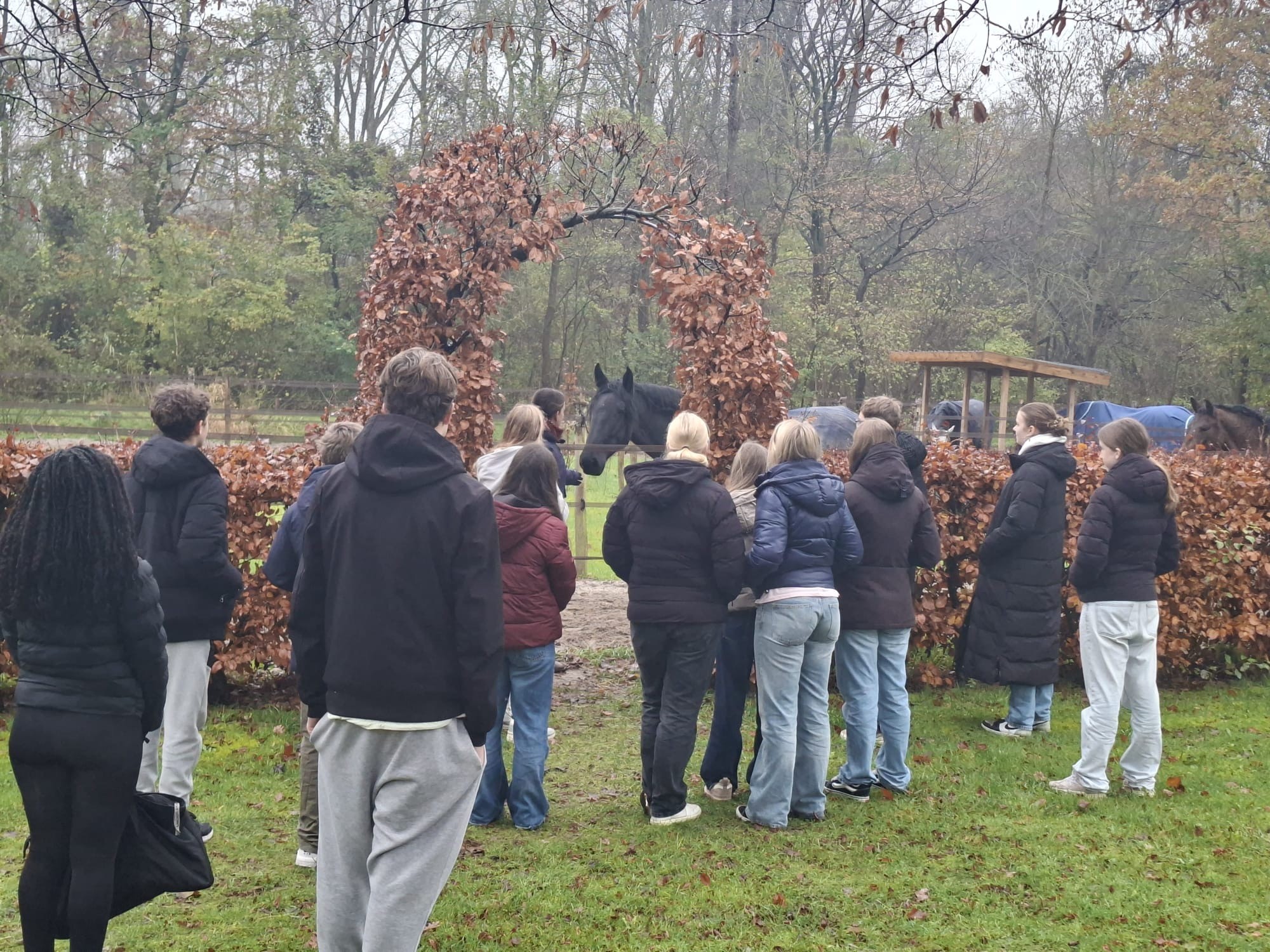 paddock paradise paard